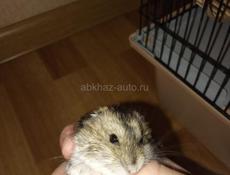 Джунгарский хомяк