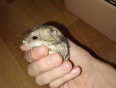 Джунгарский хомяк