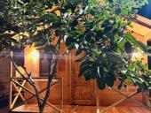 Коттеджи 3-х местные 