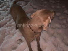 Пропала Собака