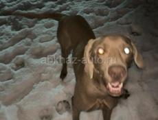 Пропала Собака