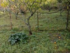 Участок на Бзыби с фруктовым садом и строением