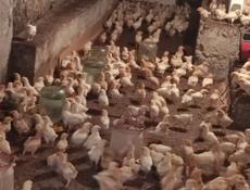 Продаю 3-х недельных цыплят несушек 