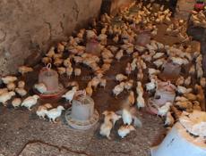 Продаю 3-х недельных цыплят несушек 