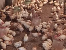 Продаю 3-х недельных цыплят несушек 