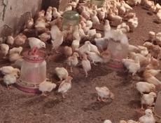 Продаю 3-х недельных цыплят несушек 