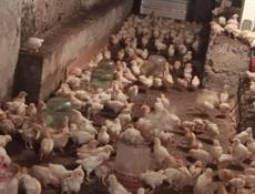 Продаю 3-х недельных цыплят несушек 