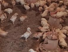 Продаю 3-х недельных цыплят несушек 