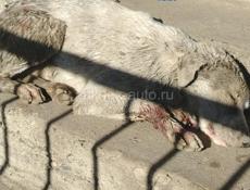 Пират наш друг 