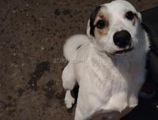 Пират наш друг