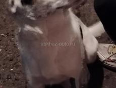 Пират наш друг