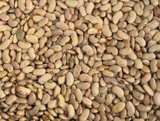 Фасоль местного сорта белая есть в продаже 150 кг 