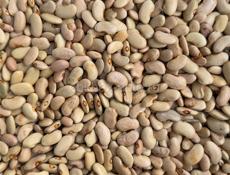 Фасоль местного сорта белая есть в продаже 150 кг 