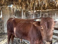 Продается бык