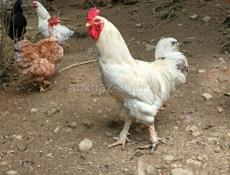 ПЕТУХИ ШИКАРНЫЕ 