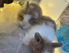 Продаются декоративные кролики!