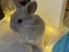 Продаются декоративные кролики!
