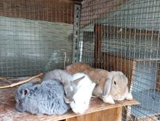 Продаются декоративные кролики!