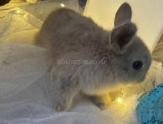 Продаются декоративные кролики!