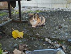 В добрые руки