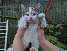 В добрые руки