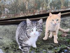 В добрые руки