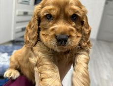 Щенки Спаниель 💞💞💞💞💞💞💞