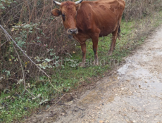Корова четкая нужны деньги 