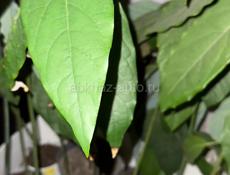 Саженцы авокадо 