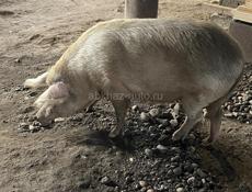 Продаю Свинью  
