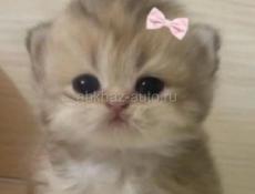 Возьмём котенка, мальчика 