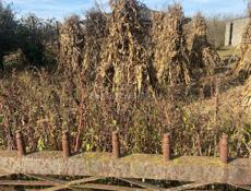 Продаю чала