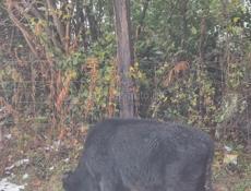 Бычок ! Связь только ватсап! 