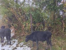 Бычок ! Связь только ватсап! 