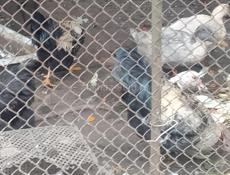 Продаю петухов одна штука 2.000 руб