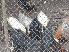 Продаю петухов