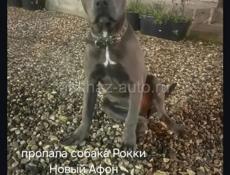 Пропала сабака