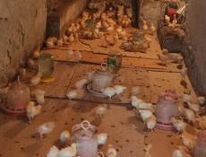 Продаю 3-х недельных цыплят несушек 