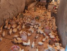 Продаю 3-х недельных цыплят несушек 