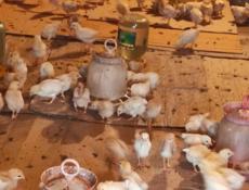 Продаю 3-х недельных цыплят несушек 