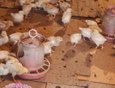 Продаю 3-х недельных цыплят несушек 