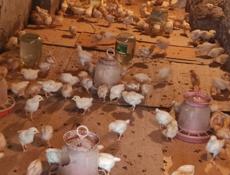 Продаю 3-х недельных цыплят несушек 