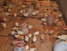 Продаю 3-х недельных цыплят несушек 