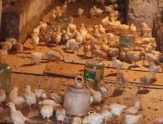 Продаю 3-х недельных цыплят несушек 