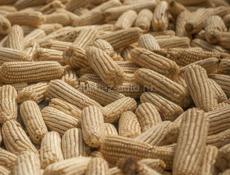 КУКУРУЗА В БОЛЬШОМ КОЛИЧЕСТВЕ 