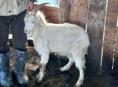 Козлята 2шт (15кг+- козленок)
