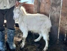 Козлята 2шт (15кг+- козленок)