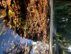 Курсовые работы 