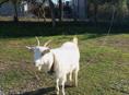 Продаю козу