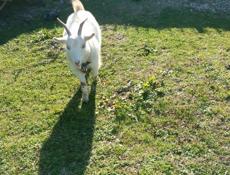 Продаю козу